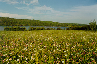 Wildflowers